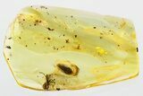 Detailed Fossil False Click Beetle and Ant in Baltic Amber #346592-1